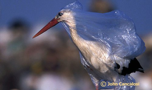 bird-stuck-in-plastic-action.surfrider.org_