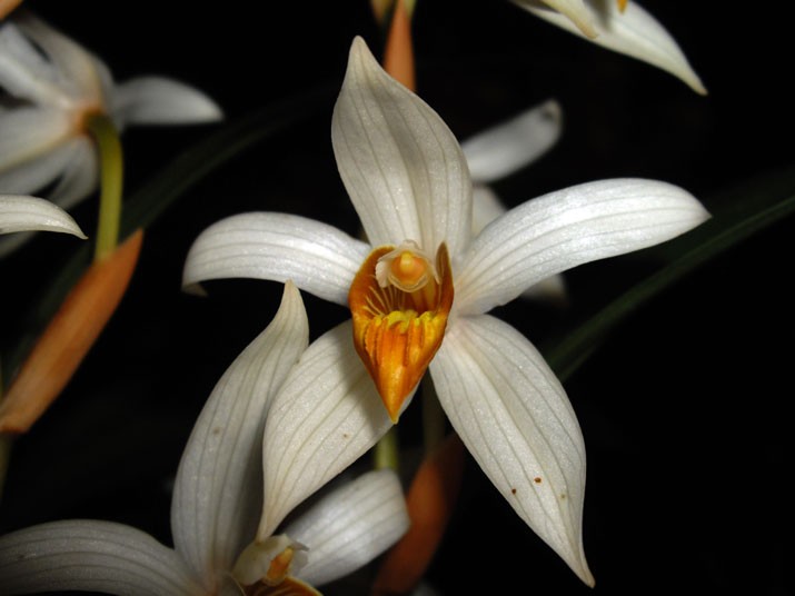 Coelogyne_pachysta_2431144k