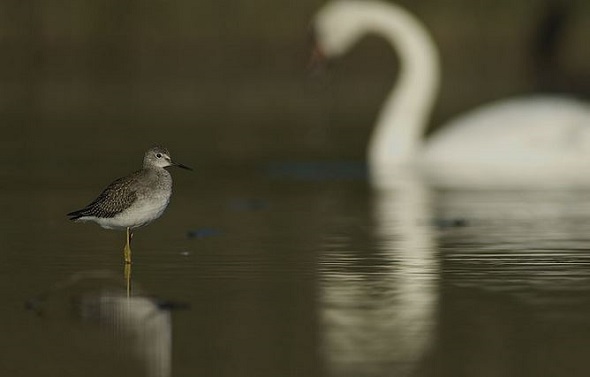 YellowLegs & Swan