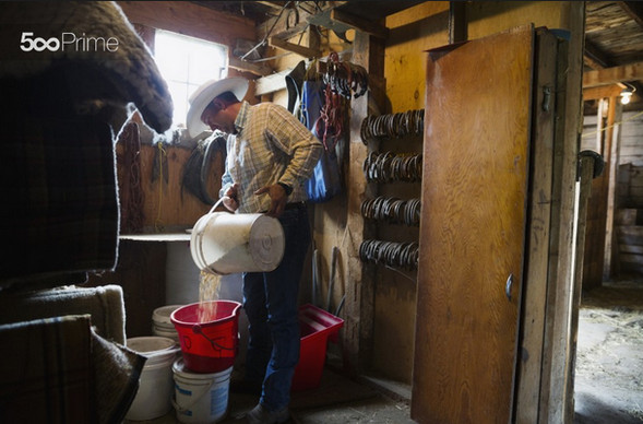 Rancher-Filling-Bucket-with-Grains-in-Barn