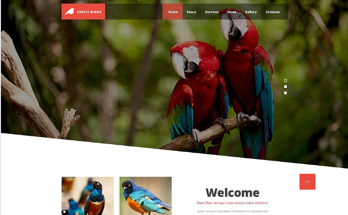 Exotic Birds Website Template