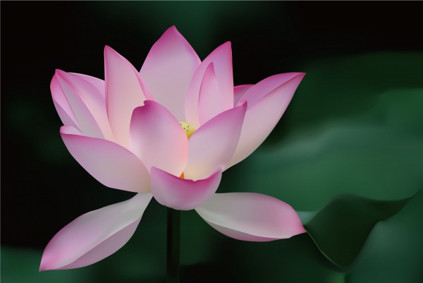Fabalous Lotus Flower Background