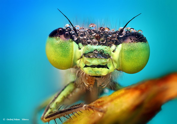 Green-Insect
