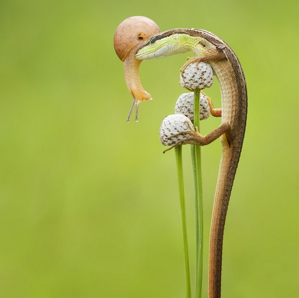 Lizard-and-snail