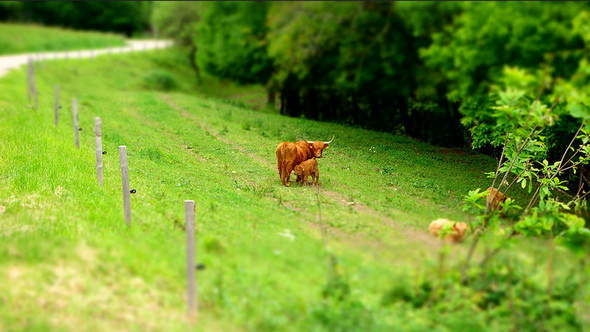 Wild-Brown-and-Serene-Green