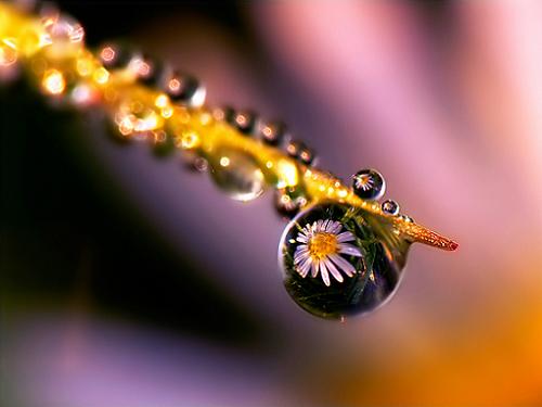 dewdrop