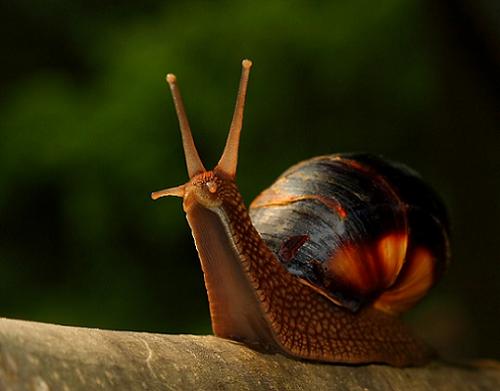 snail